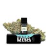 PLUG DNA: Just Jack